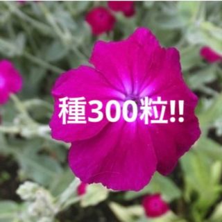 採れたて❣️リクニスコロナリア　フランネルソウ　ピンク　種　300粒(プランター)