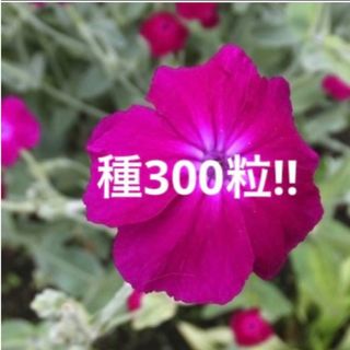 採れたて❣️リクニスコロナリア　フランネルソウ　ピンク　種　300粒(プランター)