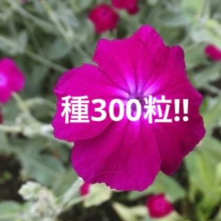 採れたて❣️リクニスコロナリア　フランネルソウ　ピンク　種300粒(プランター)