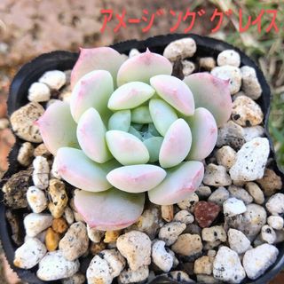 多肉植物　アメージンググレイス　発根済み(その他)