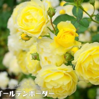 ゴールデンボーダー★集計薔薇★強健★薔薇苗★バラ★挿し木苗★シュラブローズ★薔薇(その他)