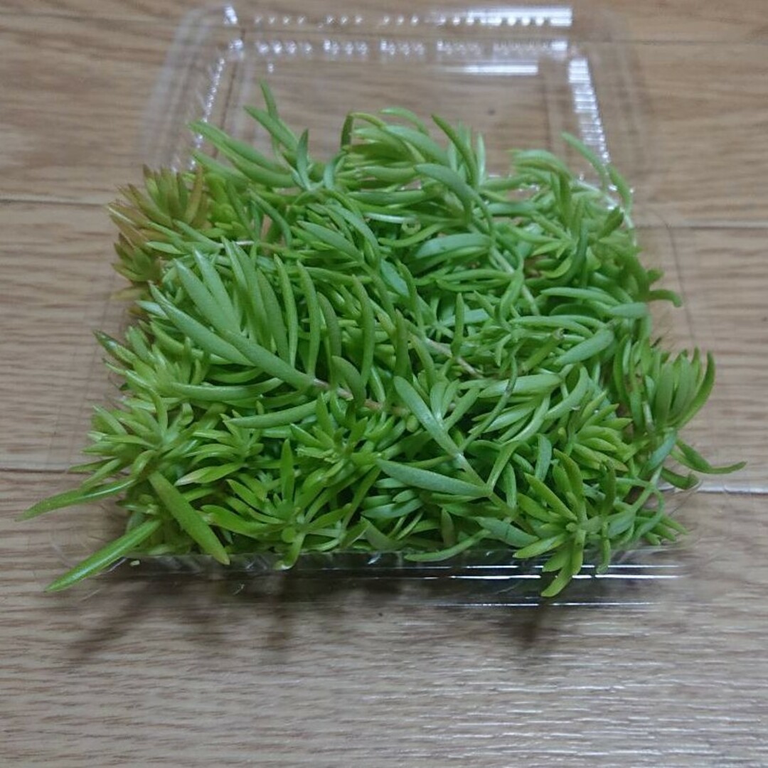 多肉植物   ゴールドビューティ  カット苗 ハンドメイドのフラワー/ガーデン(プランター)の商品写真