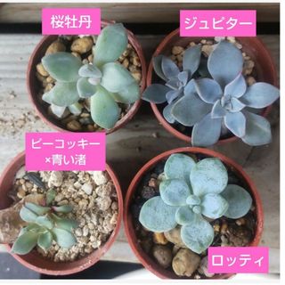 【多肉植物】抜き苗　４種類とアエオニウム　7種類(その他)