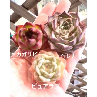 エケベリア3種セット❤️多肉植物　寄植え　韓国　カット苗　詰め合わせ(その他)