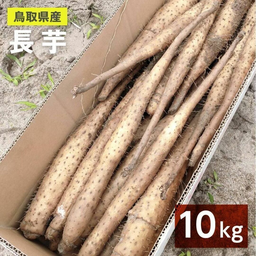 【家庭用】砂丘ながいも　長芋　とりたて 10kg程度　とろろ　ねばり　山芋 食品/飲料/酒の食品(野菜)の商品写真