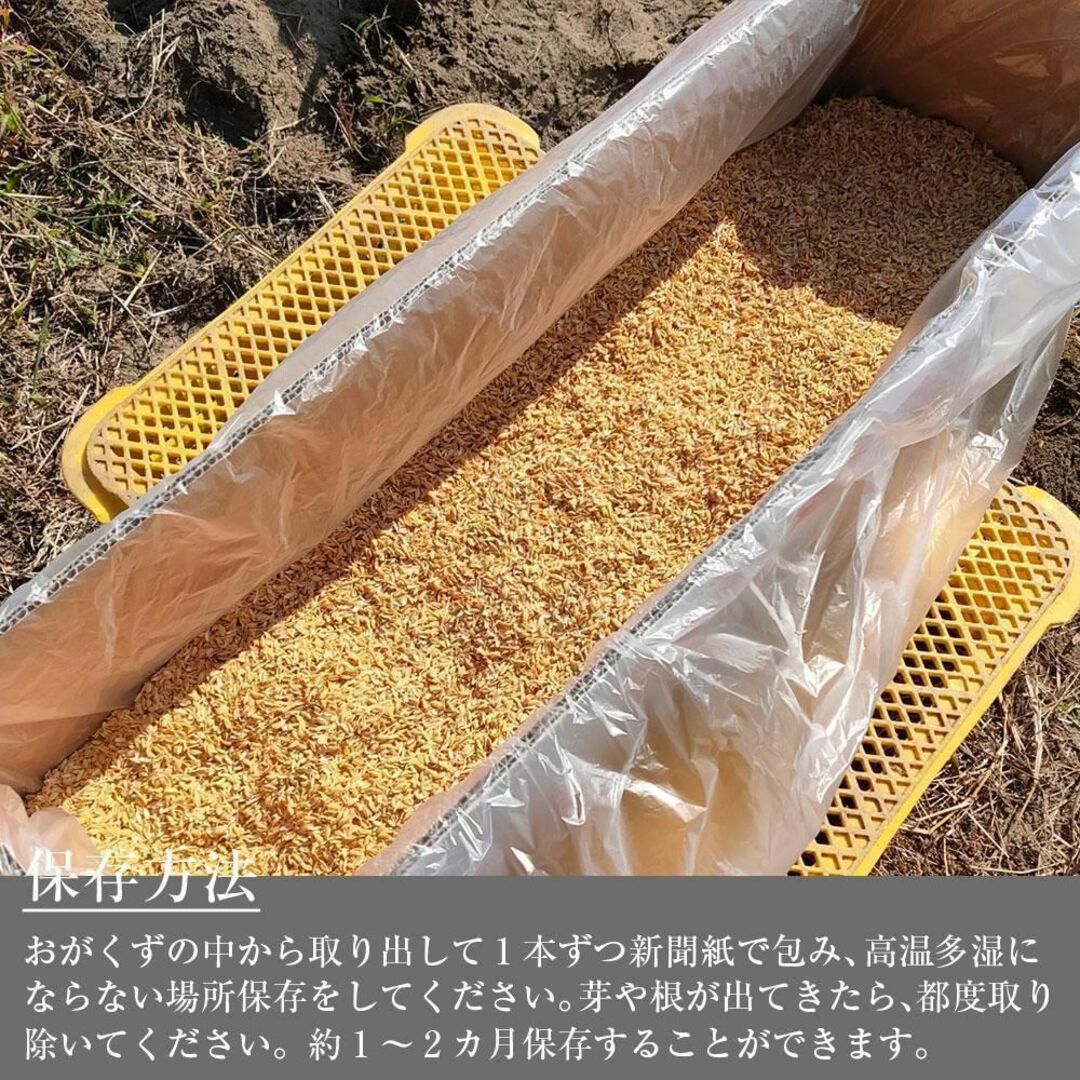 【家庭用】砂丘ながいも　長芋　とりたて 10kg程度　とろろ　ねばり　山芋 食品/飲料/酒の食品(野菜)の商品写真