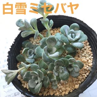 白雪ミセバヤ　ケープブランコ　多肉植物　(その他)