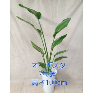 観葉植物オーガスタ7号鉢【全国送料無料】(その他)