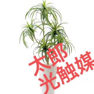 光触媒　人工観葉植物　ウォールグリーン　フェイクグリーン　ドラセナコンシンネ(その他)