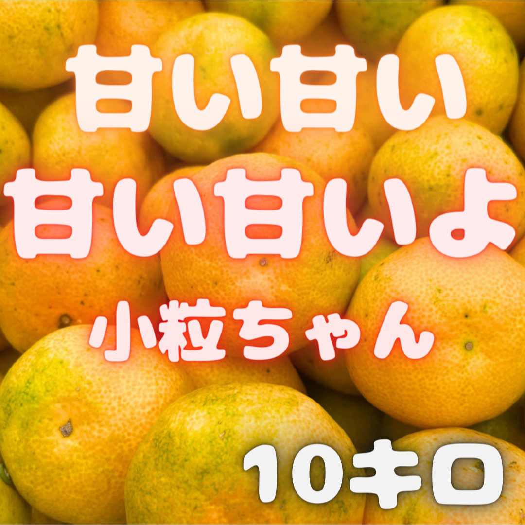 今年累計3000箱販売！　山北みかん 10キロ　19 食品/飲料/酒の食品(フルーツ)の商品写真