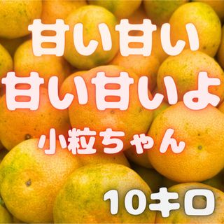 今年累計3000箱販売！　山北みかん 10キロ　19(フルーツ)