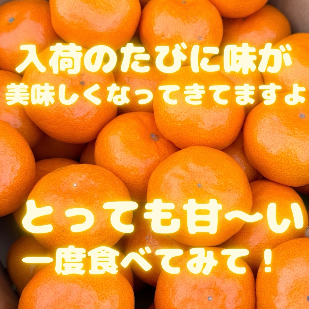 今年累計3000箱販売！　山北みかん 10キロ　20 食品/飲料/酒の食品(フルーツ)の商品写真