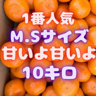 今年累計3000箱販売！　山北みかん 10キロ　20(フルーツ)