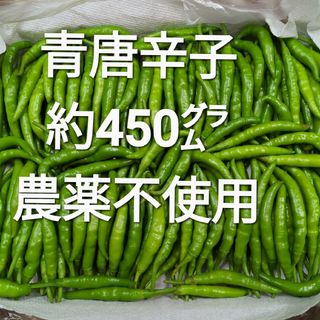 青唐辛子 約450㌘ 農薬不使用(野菜)