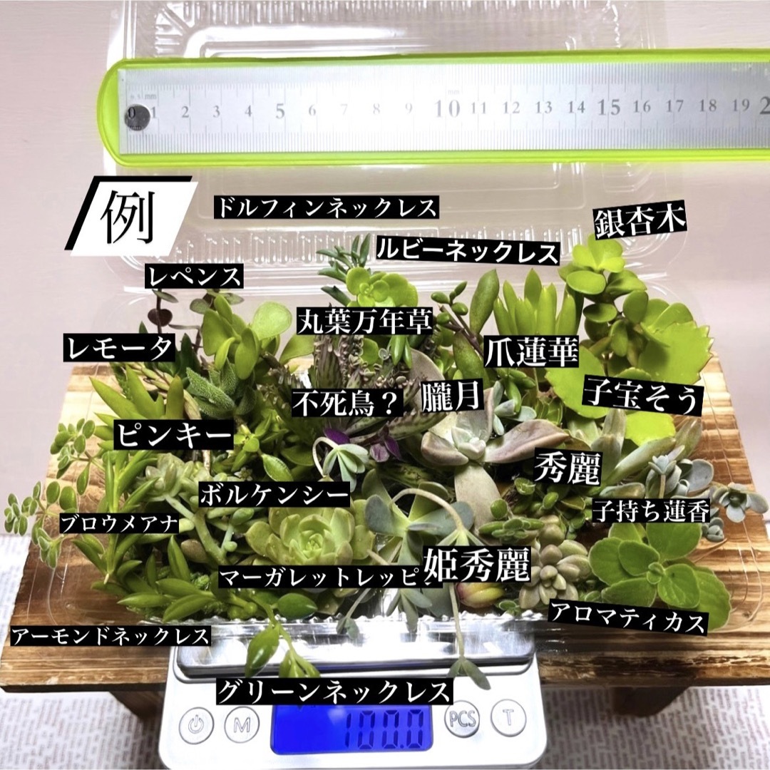 〜多肉植物カット苗詰め合わせ〜100gパック(フードパック発送) ハンドメイドのフラワー/ガーデン(プランター)の商品写真