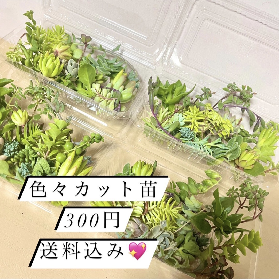 〜多肉植物カット苗詰め合わせ〜300円パック(フードパック発送) ハンドメイドのフラワー/ガーデン(その他)の商品写真