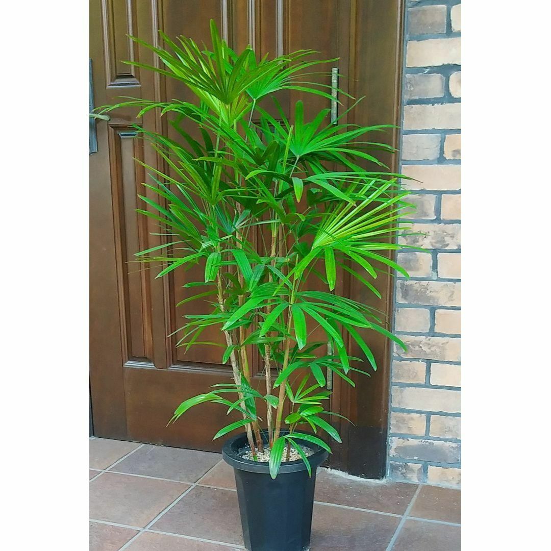 シュロチク 棕櫚竹 棕櫚チク 綺麗な樹形 観葉植物 高さ120cm , 幅80㎝ 1