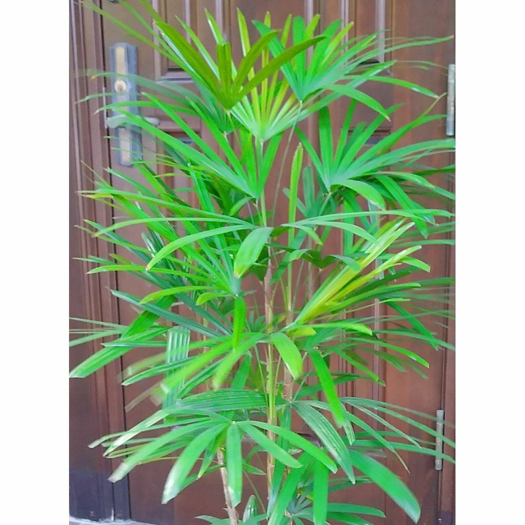 シュロチク 棕櫚竹 棕櫚チク 綺麗な樹形 観葉植物 高さ120cm , 幅80㎝