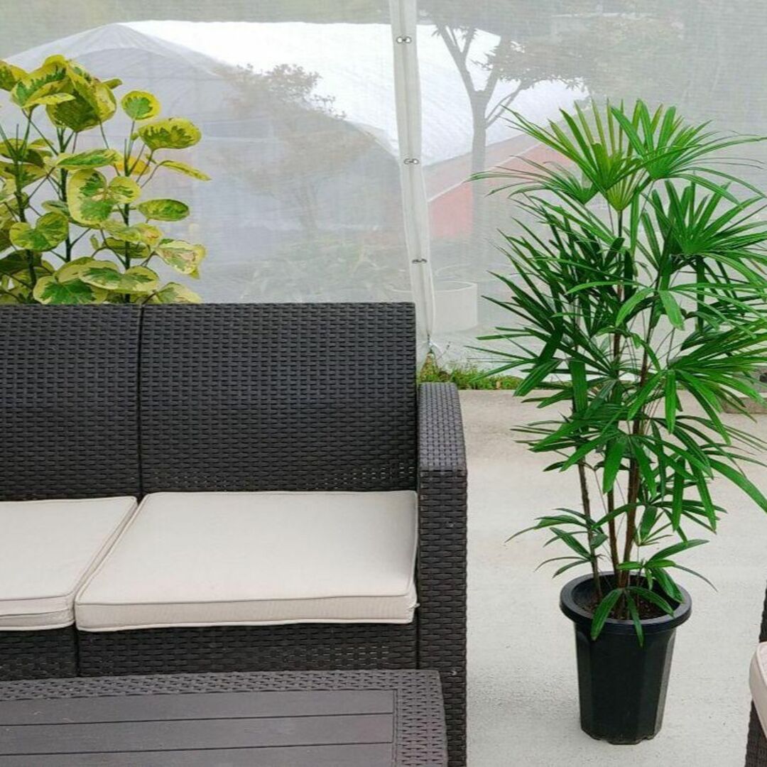 シュロチク 棕櫚竹 棕櫚チク 綺麗な樹形 観葉植物 高さ120cm , 幅80㎝ 4