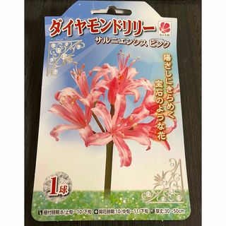 ダイヤモンドリリー　ピンク　球根1個(プランター)