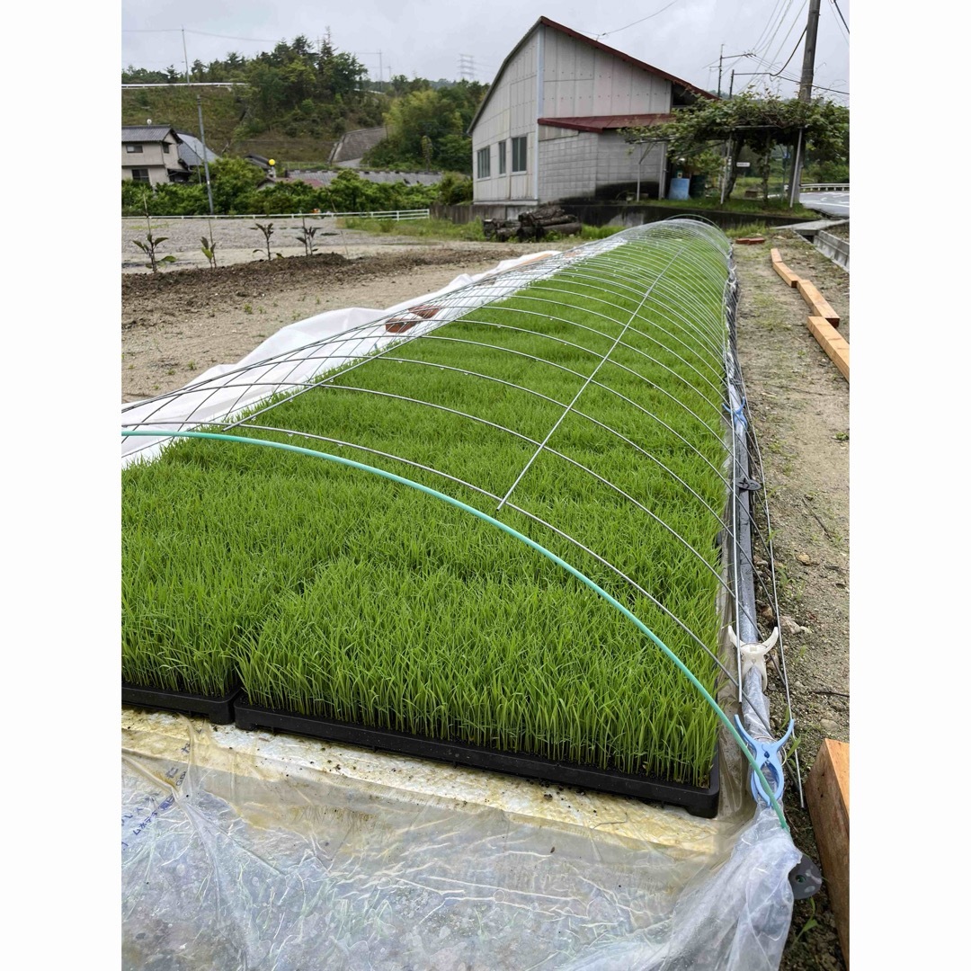 令和5年岡山県産　低農薬『れんげ緑肥栽培』『朝日米』玄米10キロ　送料無料