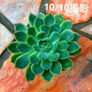 多肉植物 白蓮華×シムランスラグナサンチェス(その他)