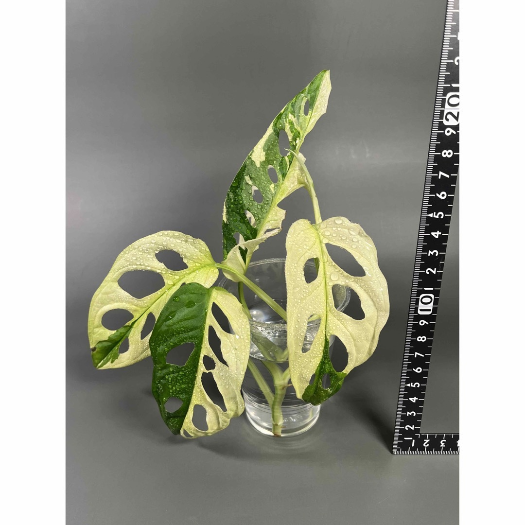 マドカズラ斑入り 美苗 バリエガータ  モンステラ Monstera  3号鉢