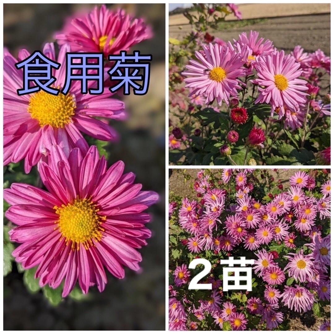 花苗　菊苗　食用菊　根付き苗　２苗　ピンクの可愛い花は観賞用にも最適！ ハンドメイドのフラワー/ガーデン(プランター)の商品写真