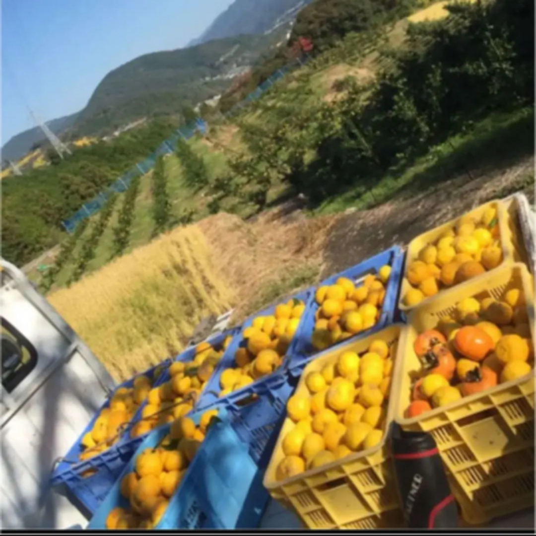 高知県　香北　柚子玉　未消毒 食品/飲料/酒の食品(フルーツ)の商品写真