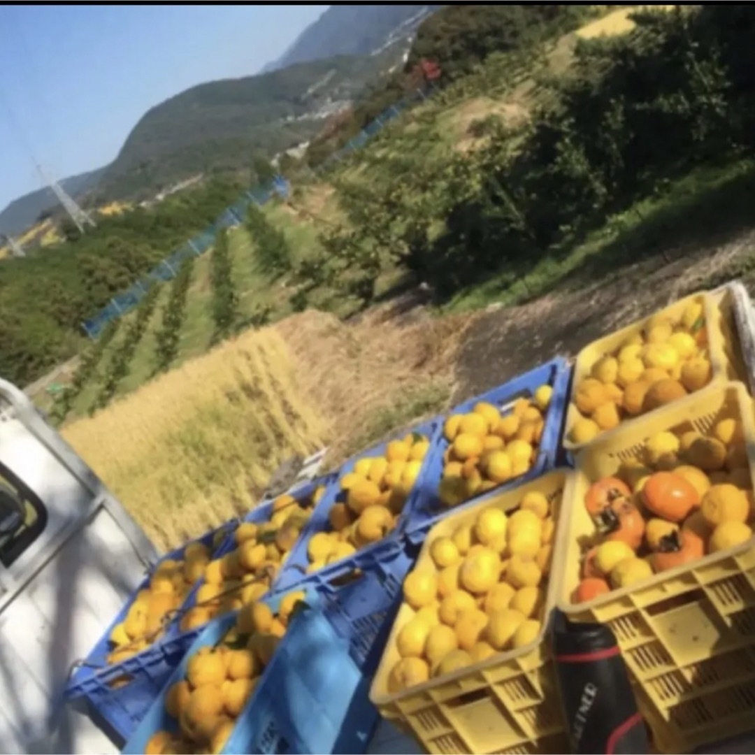 高知県産　柚子玉　未消毒 食品/飲料/酒の食品(フルーツ)の商品写真