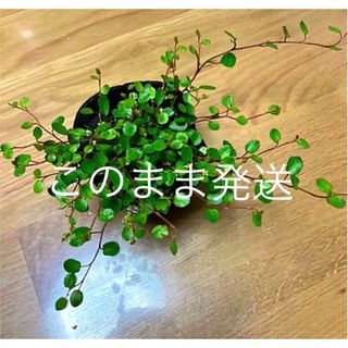 観葉植物　ワイヤープランツ　苗(プランター)