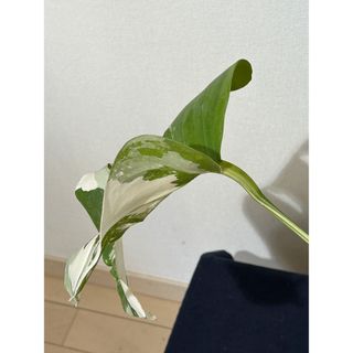 N1 斑入りモンステラ ボルシギアナ ホワイトタイガー 抜き苗の通販 by