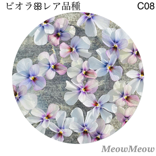 【C08】レア品種 バニー型アンティークビオラの種 30粒(その他)