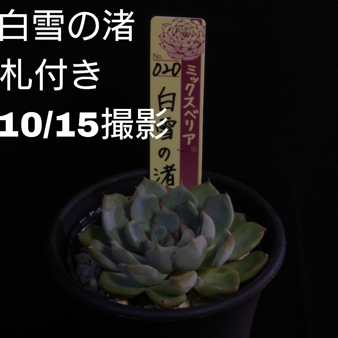 ミックスベリア no.20 白雪の渚 札付き 鉢付き おらいさん苗