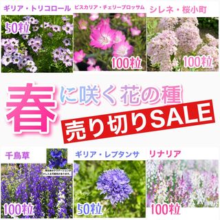 春に咲く秋蒔きの花の種  売り切りSALE⑨(その他)