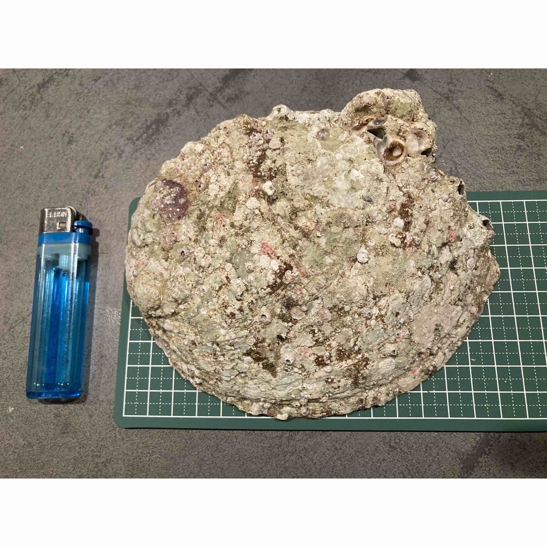 あわびの貝殻　アワビの貝殻 ハンドメイドの素材/材料(各種パーツ)の商品写真