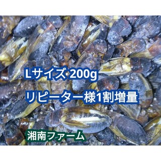 冷凍 コオロギ 脚部除去済 Lサイズ 200g チャック袋入り(爬虫類/両生類用品)