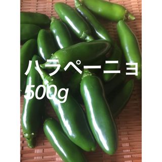 ハラペーニョ　500g  おまけ付き　農薬不使用(野菜)