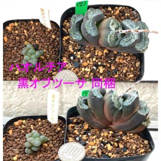 放出特価‼️韓国苗‼️美紋‼️多肉植物 ハオルチア 玉扇 青竜含 抜き苗セット７(その他)