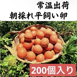 200個入り　宮下養鶏の朝採れ平飼い卵(その他)