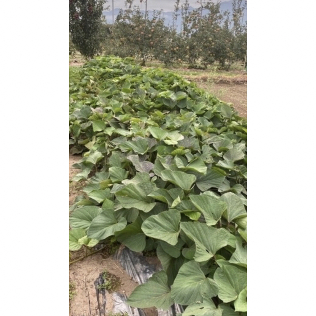 さつまいも長野県産紅あずま　8キロ 食品/飲料/酒の食品(野菜)の商品写真