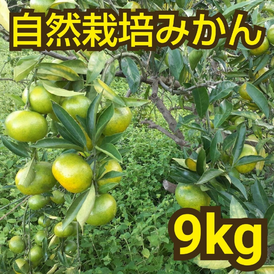 自然栽培 極早生みかん 9kg 熊本県産 - 果物