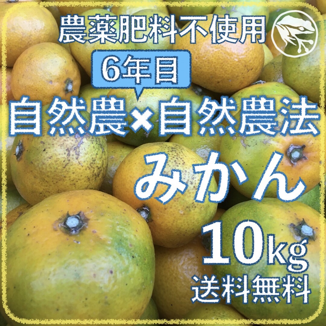 自然農みかん10kg 6年目 農薬肥料不使用 自然農法 海乃蛙