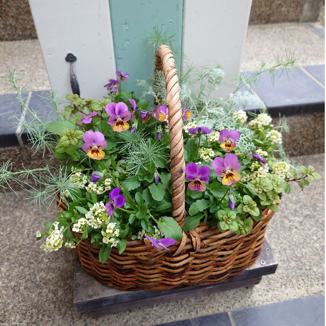 寄せ植え　花フィオリーナオーロラ ハンドメイドのフラワー/ガーデン(その他)の商品写真