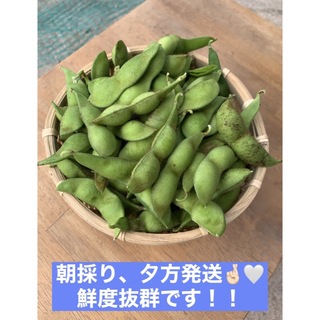 作州黒枝豆 丹波種 4kg(野菜)