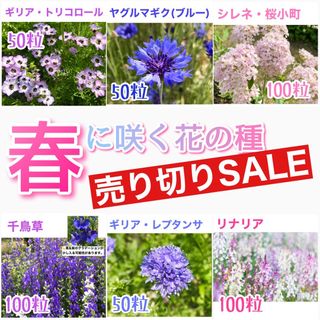 春に咲く秋蒔きの花の種  売り切りSALE⑩(その他)