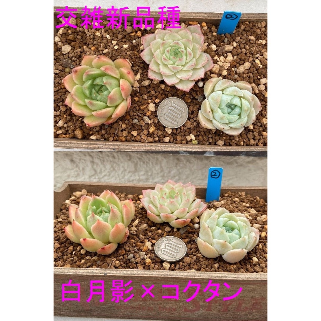 交雑新品種‼️ 多肉植物 エケベリア 白月影×コクタン カット苗 3苗セット2 ハンドメイドのフラワー/ガーデン(その他)の商品写真