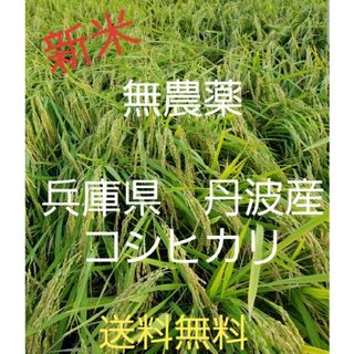 令和5年　兵庫県丹波産 農薬、除草剤不使用　新米コシヒカリ20キロ(米/穀物)