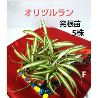 オリズルラン 斑入り 根付苗 5株 繁栄 恋愛運 観葉植物 オリヅルラン(その他)