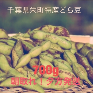 限定！千葉県栄町特産　どら豆700g(野菜)